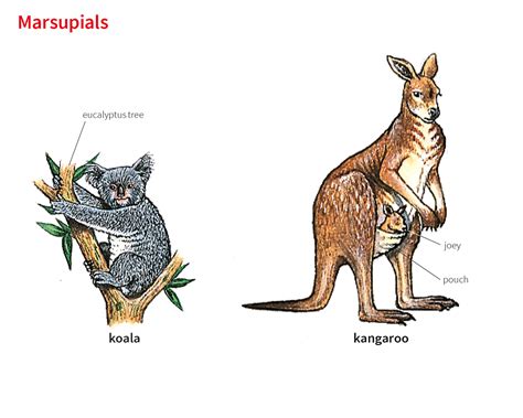kankaloo meaning|kangaroo noun .
